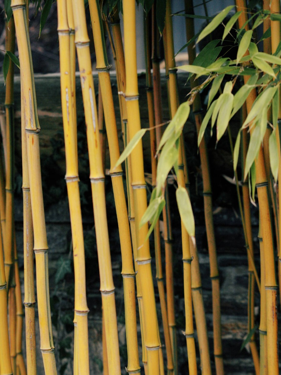 Bamboo Control | Weed Control Problem Guides | ProGreen