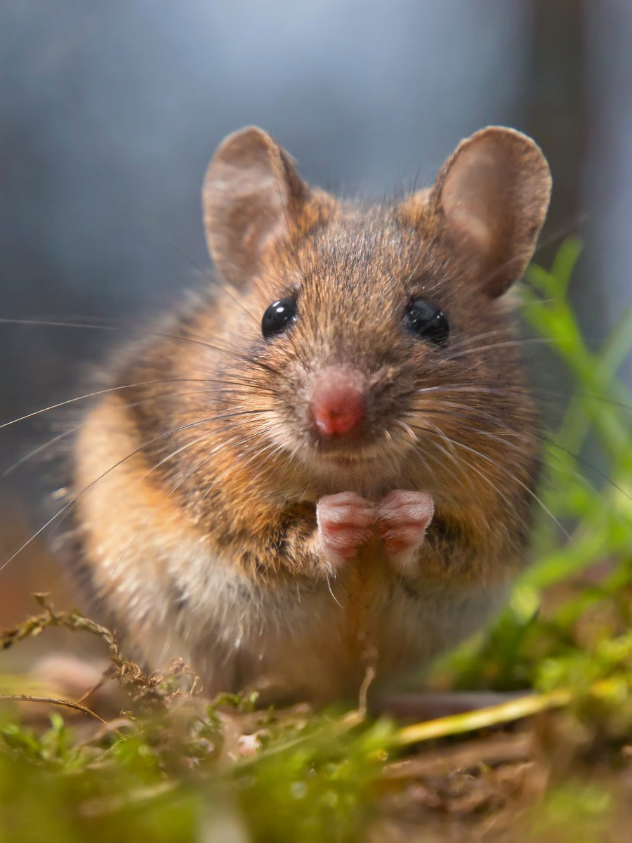 The Field - Autumn Store Mice Part 0 1 – FIELD MICE SARAH Mice