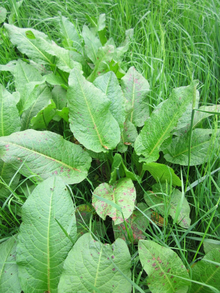 Docks Control (Dock Leaves): How To Get Rid Of Them | ProGreen
