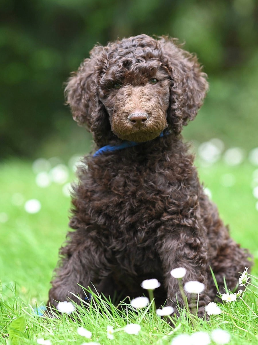 Are Weed Killers Safe for Pets? | Guides & Advice | ProGreen