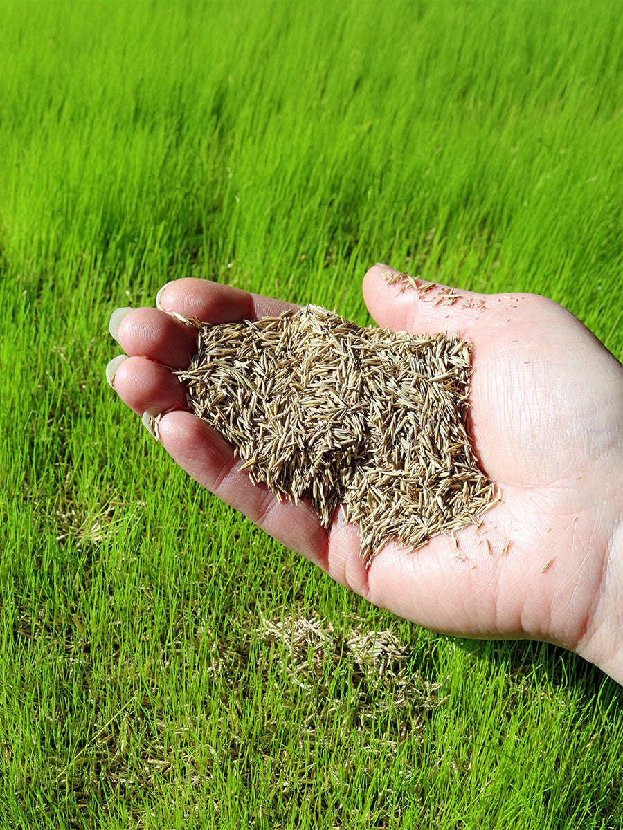 5 Ways to Sow Grass Seed in Winter | ProGreen Guides 5 Ways to Sow Grass Seed in Winter | ProGreen Guides