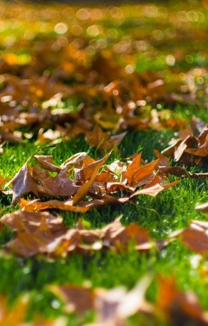 What Your Lawn Needs Before Autumn Arrives