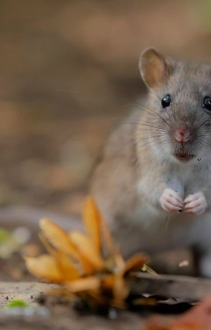 How to Prevent Rodent Problems Around Your Garden This Autumn