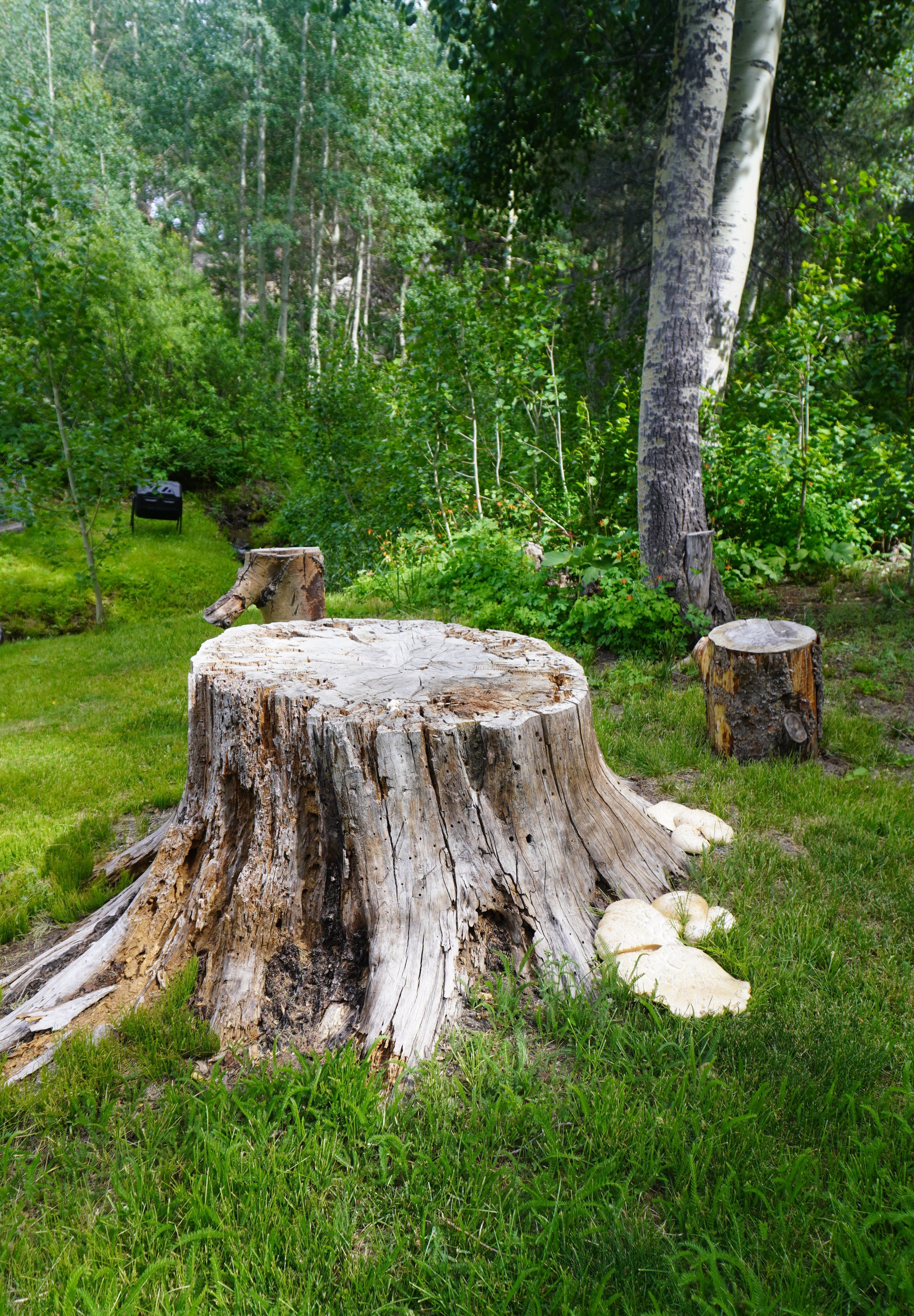 EcoPlug Max vs Liquid Glyphosate: Which Tree Control Method is Right for You?