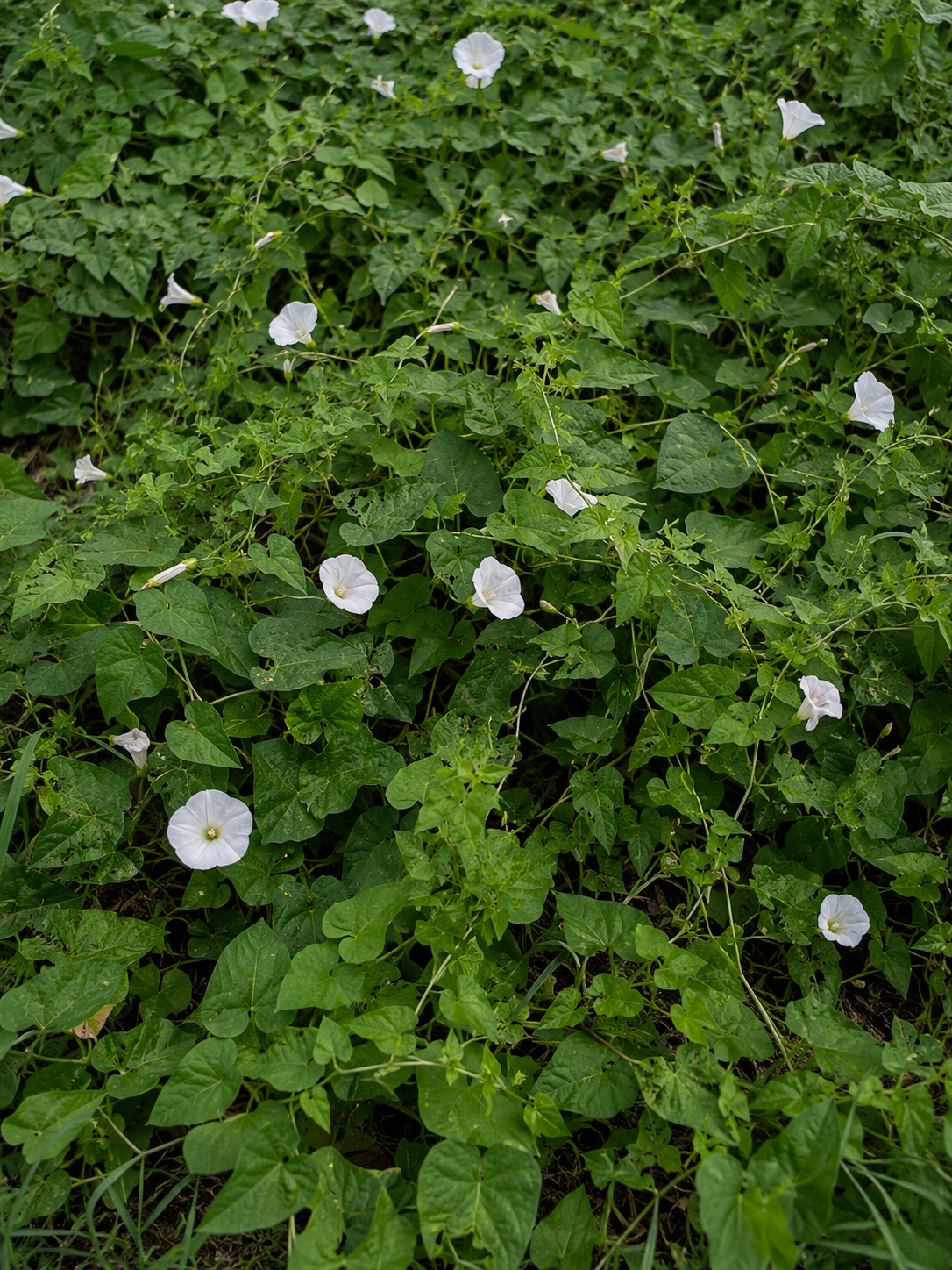 Everything You Need to Know About Bindweed