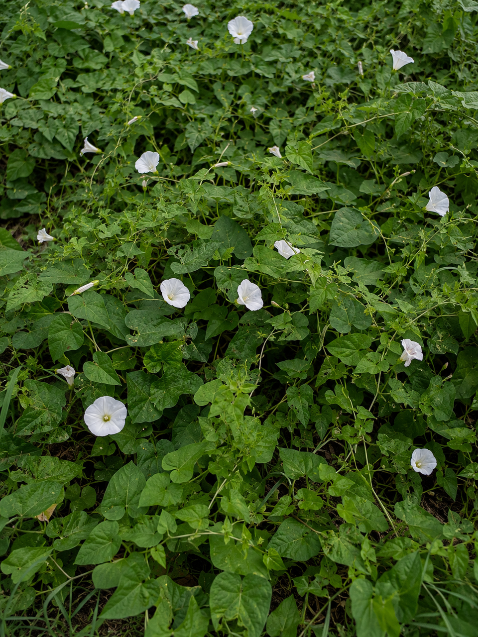 Everything You Need to Know About Bindweed Guide | ProGreen