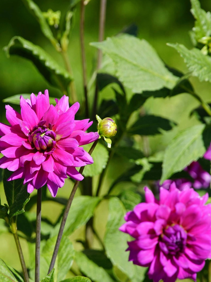 August Gardening Jobs