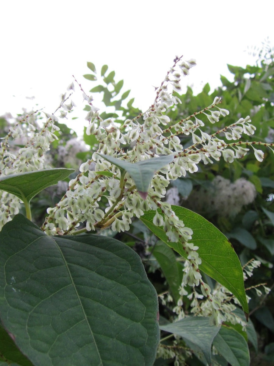 How to Get Rid of Japanese Knotweed