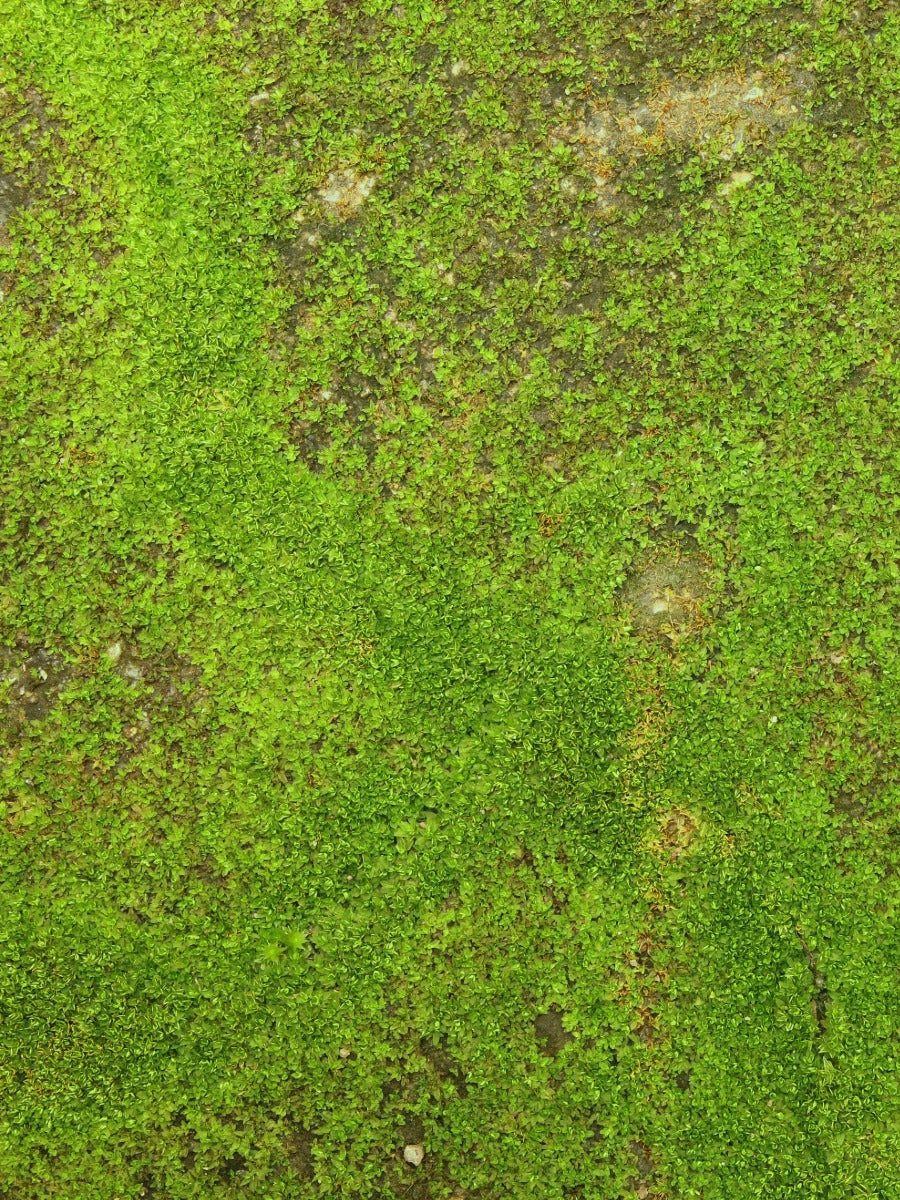 Most Effective Lawn Moss Control: Top 5 Solutions That Actually Work