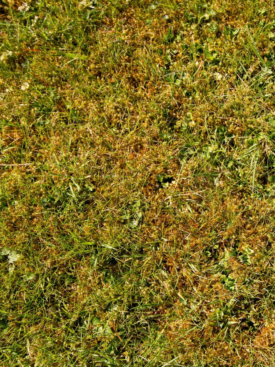 Mossy Lawn Problems: Why They Happen and How to Correct Them