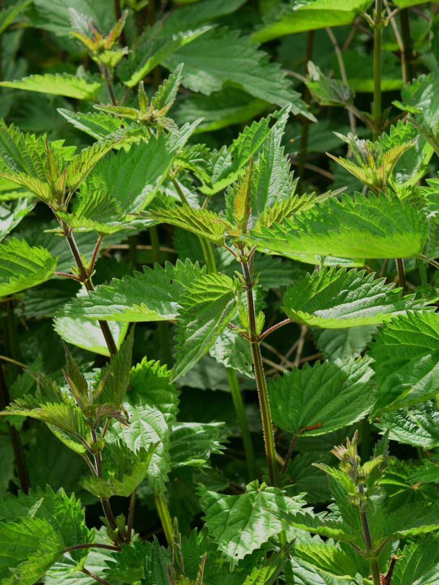 Spot Spraying Tough Weeds in Summer: What Works (and Where)