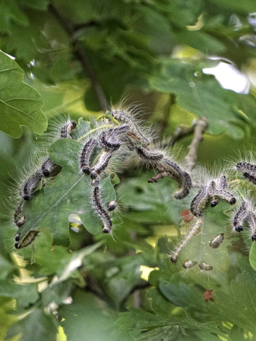 Oak Processionary Moth: How To Get Rid Of It Safely | ProGreen