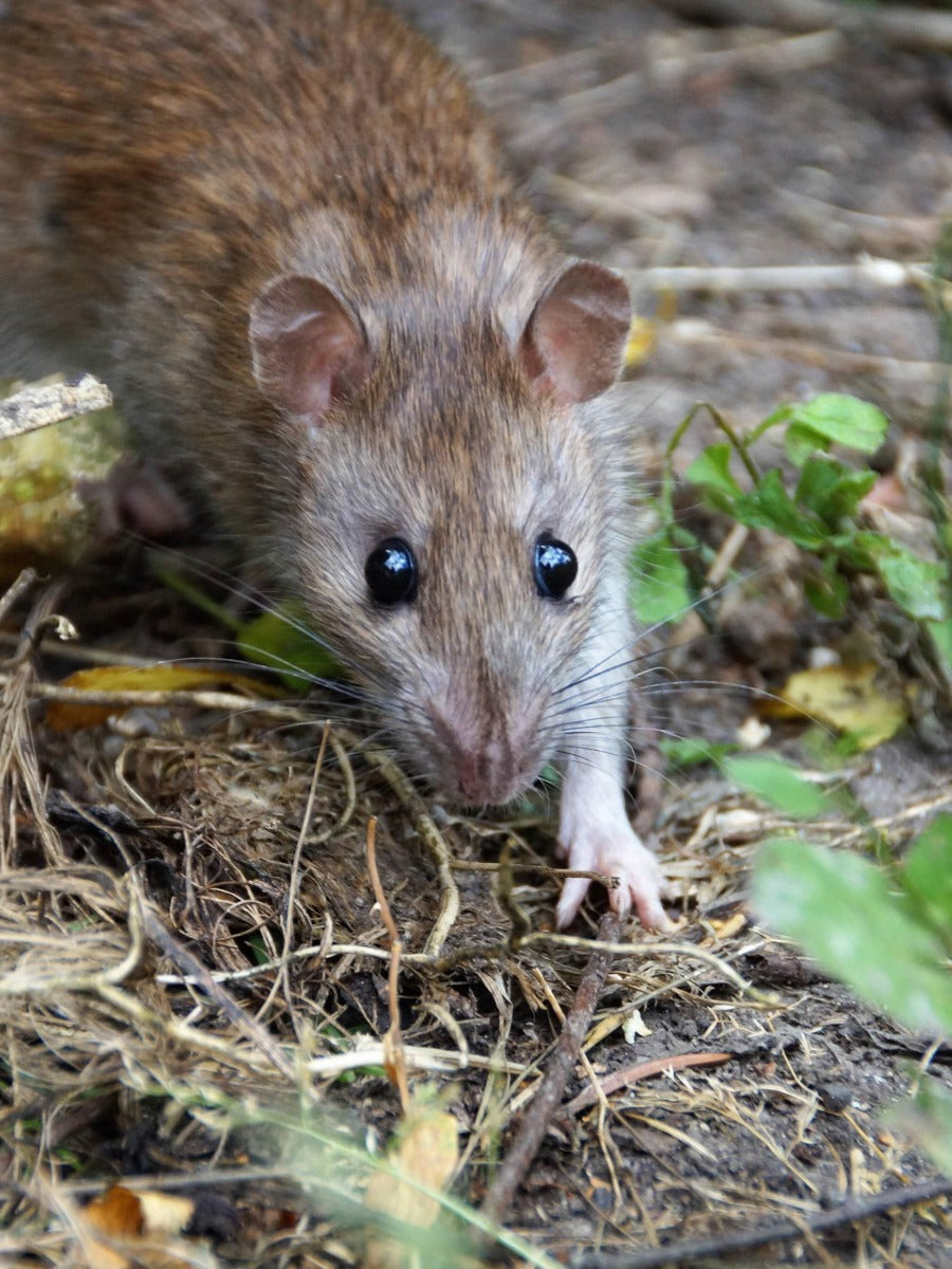 Selontra: A Brand New, Highly Effective Rodent Control Option