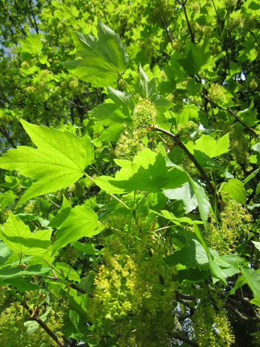 How to Control Sycamore Seedlings & Saplings in Paddocks