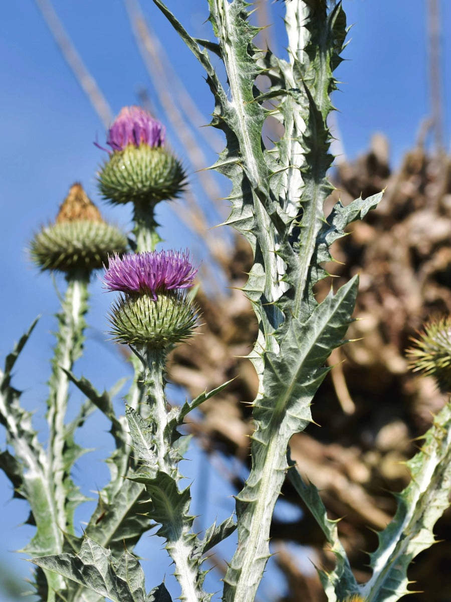 How to Control Types of Thistle UK