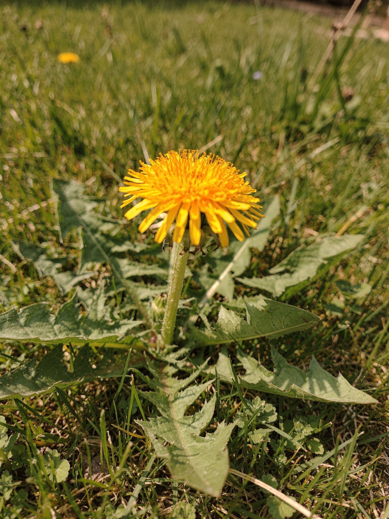 Everything you need to know about Dandelion | ProGreen | Blog