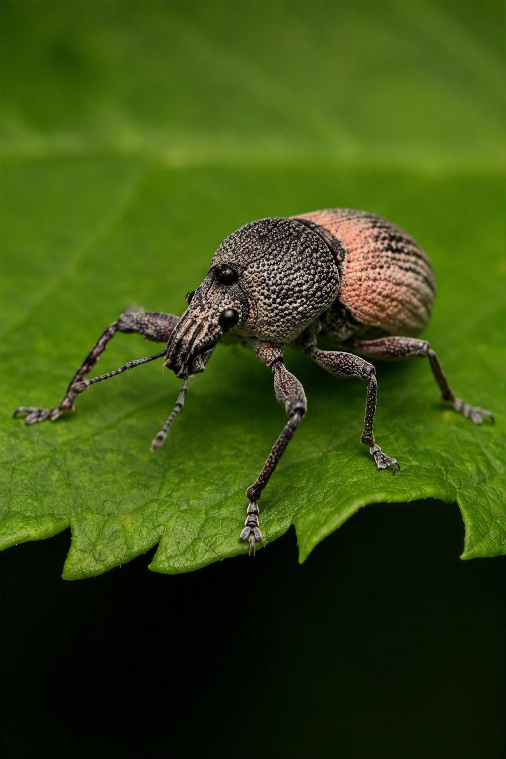 Vine Weevil Control