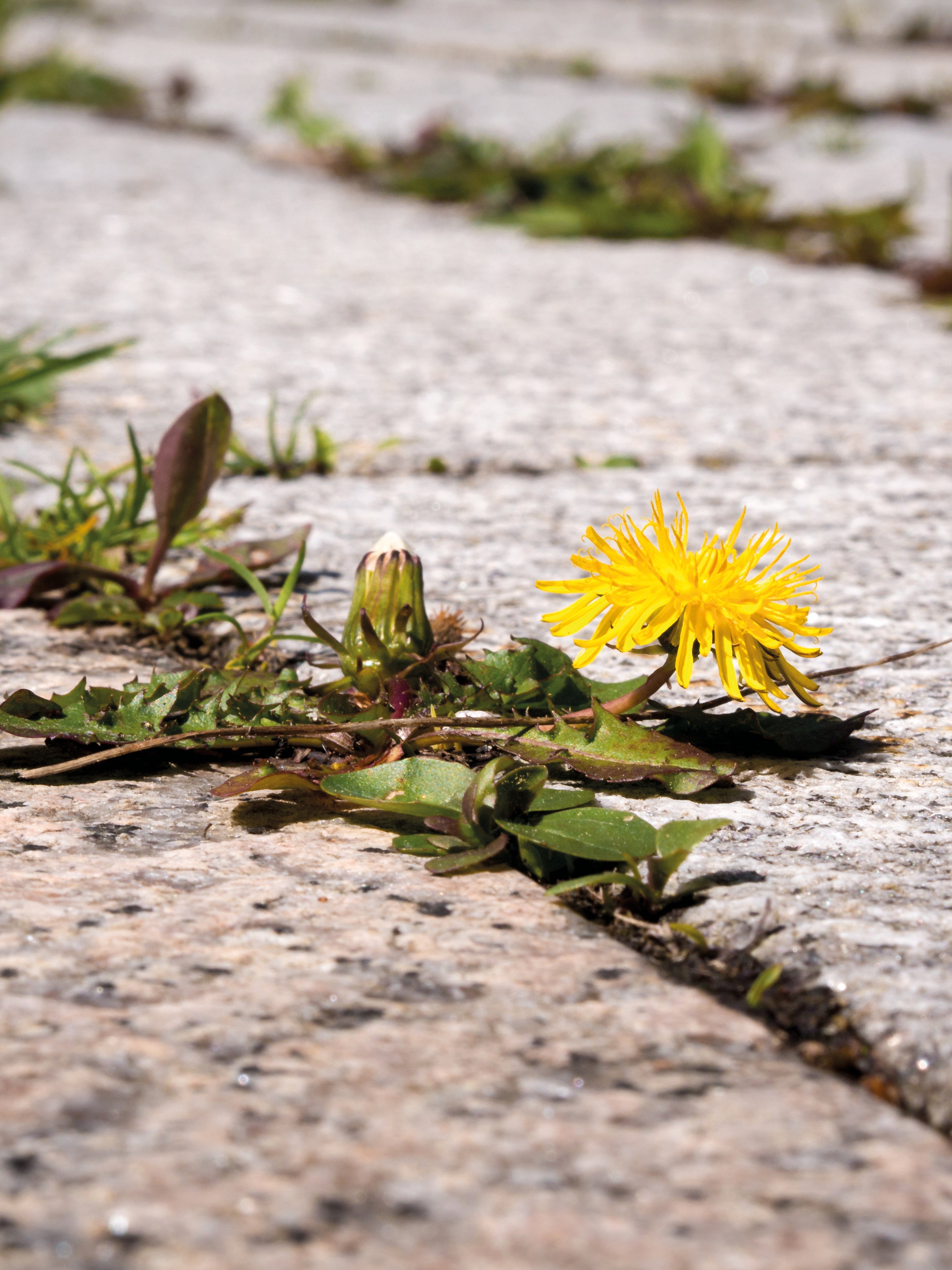 Weed Control on Hard Surfaces | Guides & Advice | ProGreen
