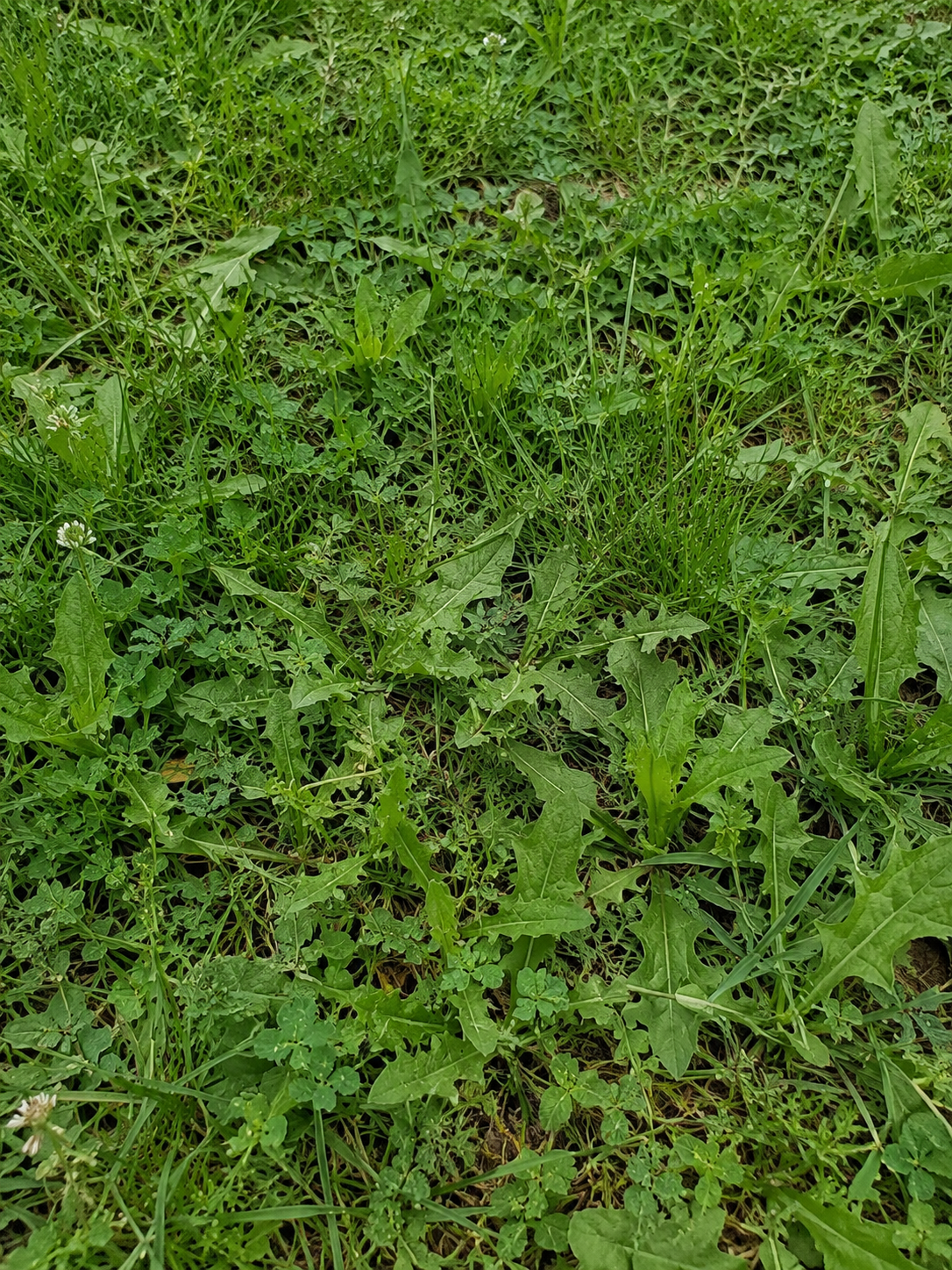 ProGreen's Ultimate Guide to Controlling Weeds