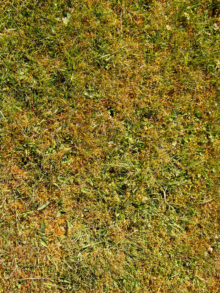 Controlling Moss In Lawns | Moss Removal Solutions | ProGreen