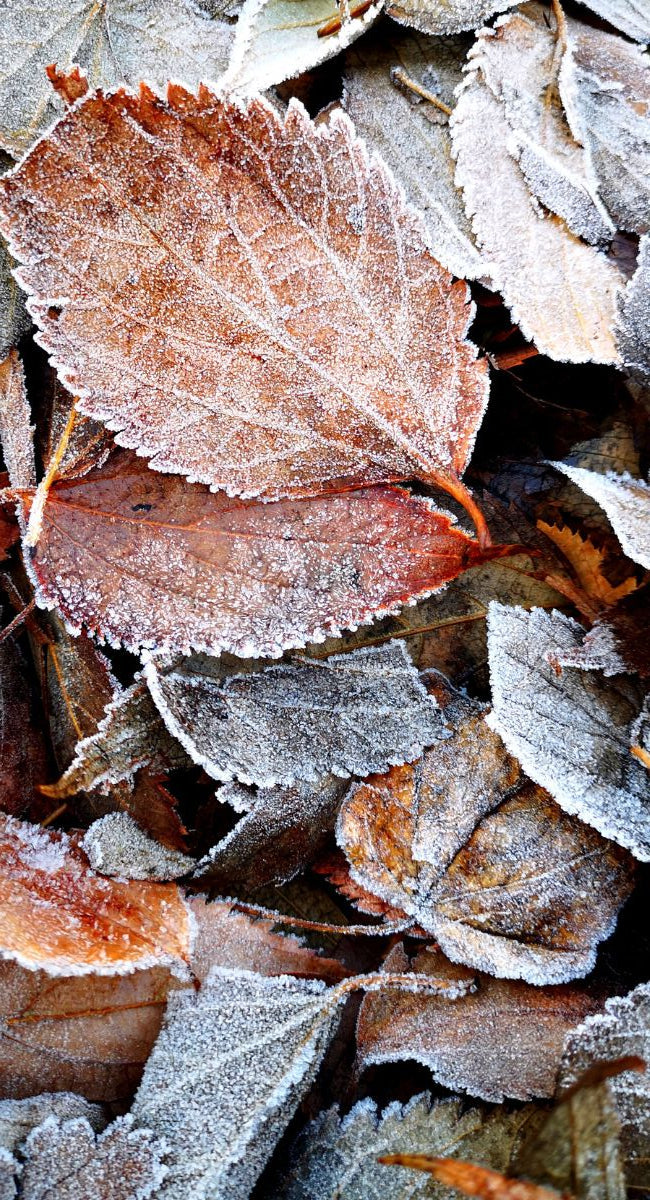 Putting Your Garden to Bed for Winter
