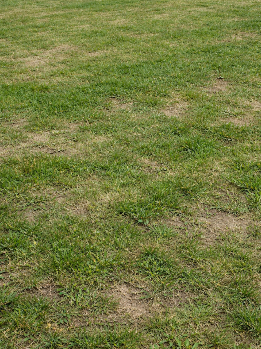 Can I Rescue My Lawn? Your Expert Step-By-Step Guide