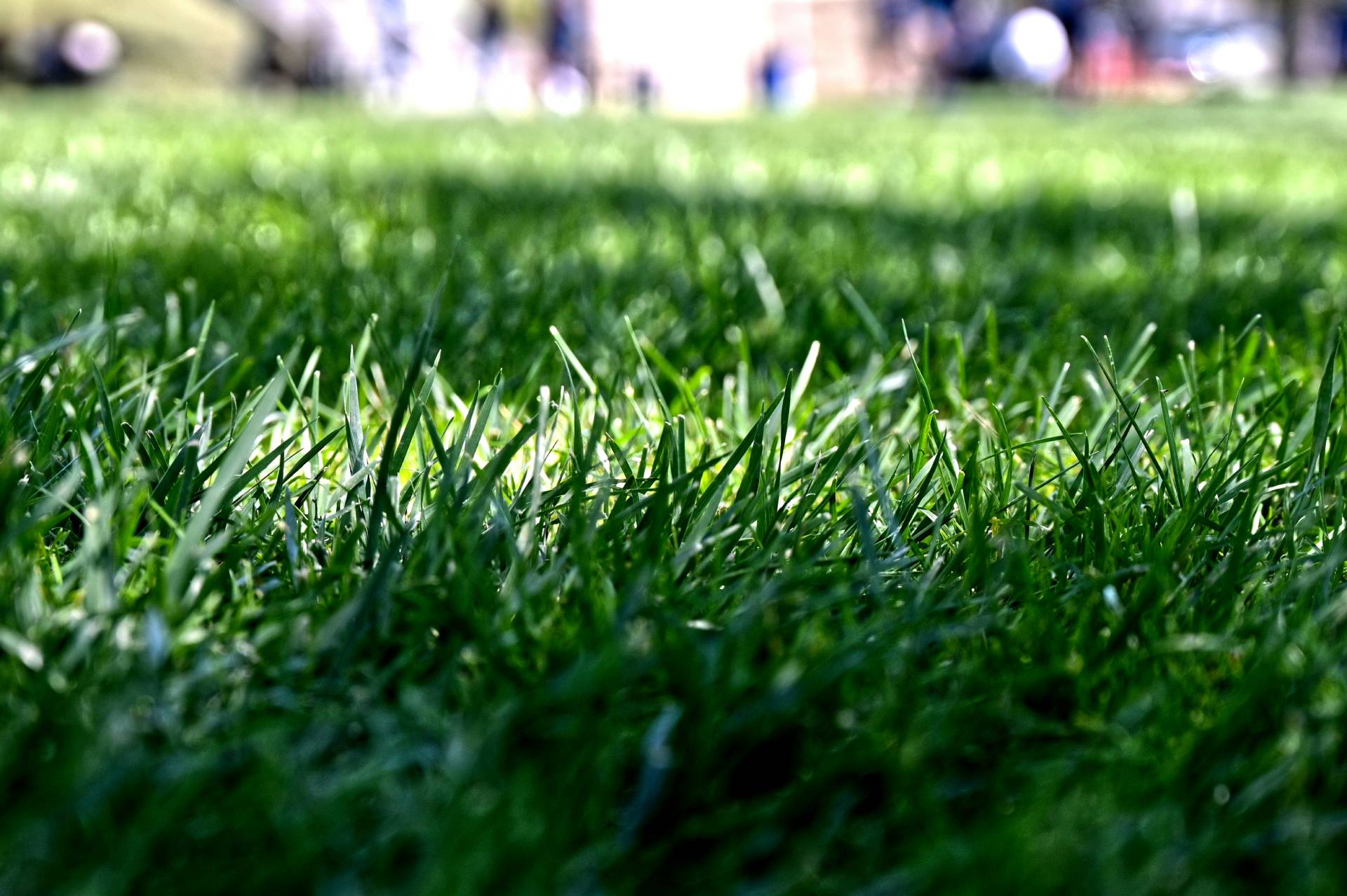 What Is the Best Grass Seed for Shaded Areas?