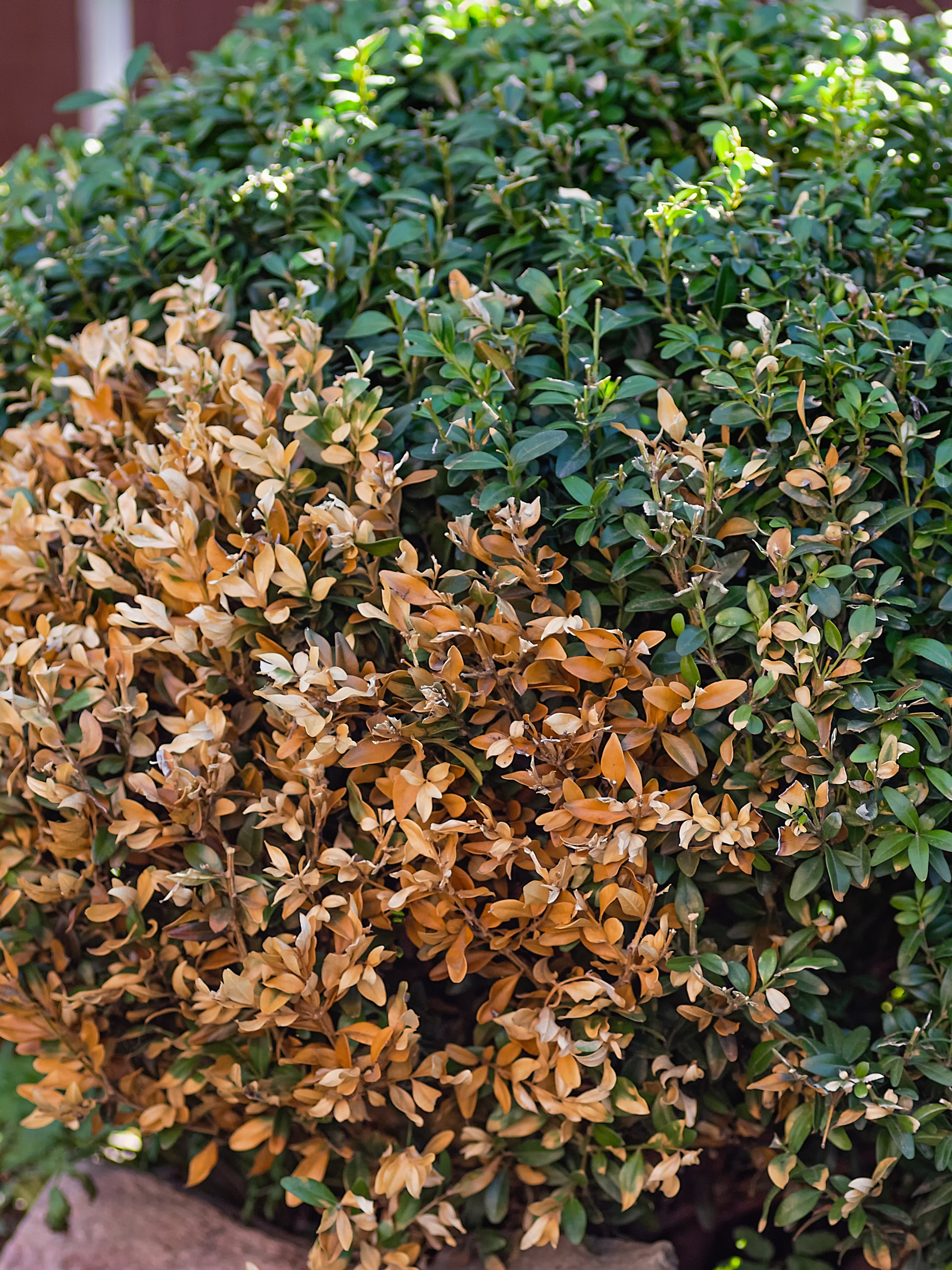 Box Blight Treatment