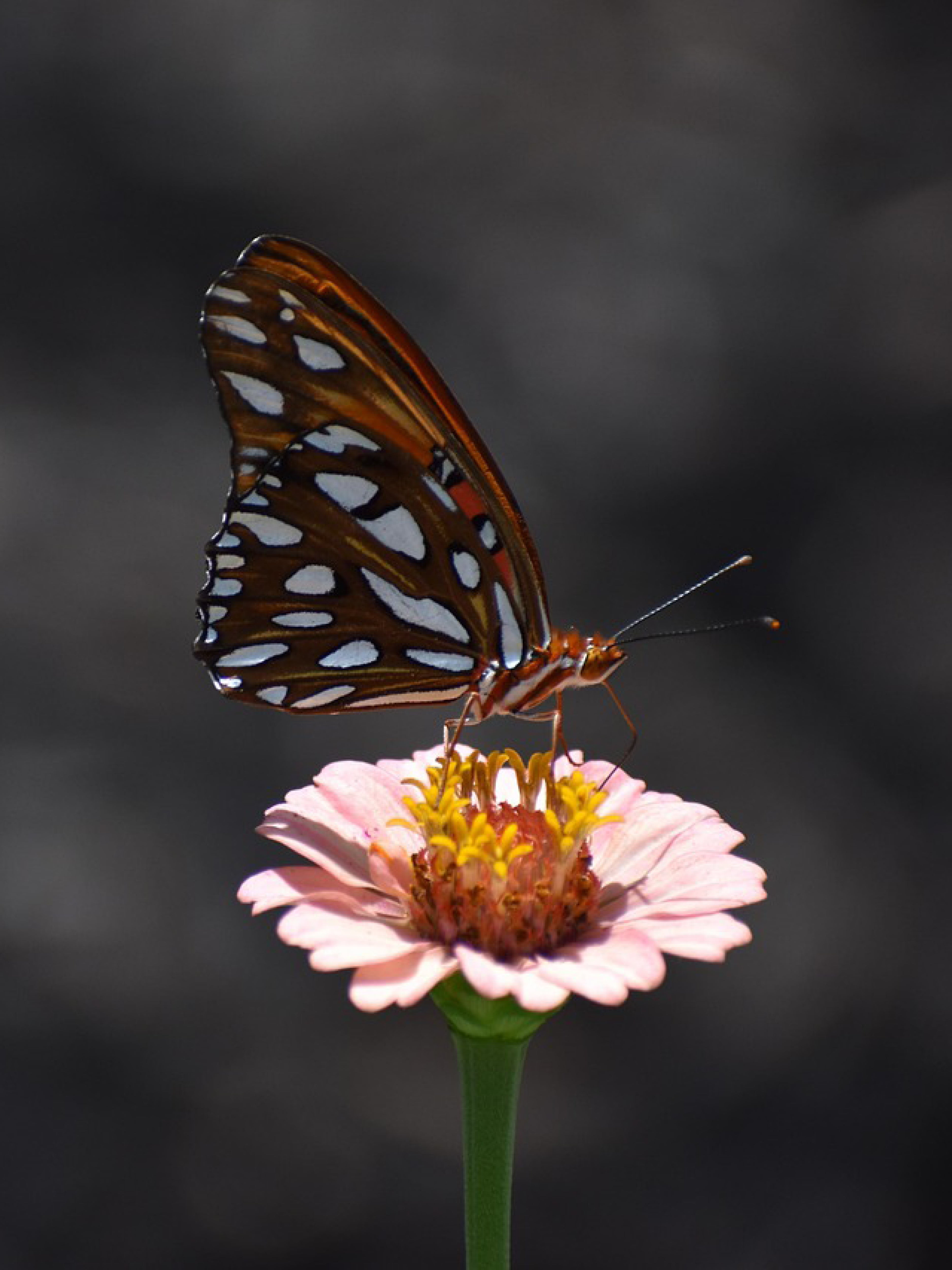 Biodiversity Net Gain for Property Developments Explained