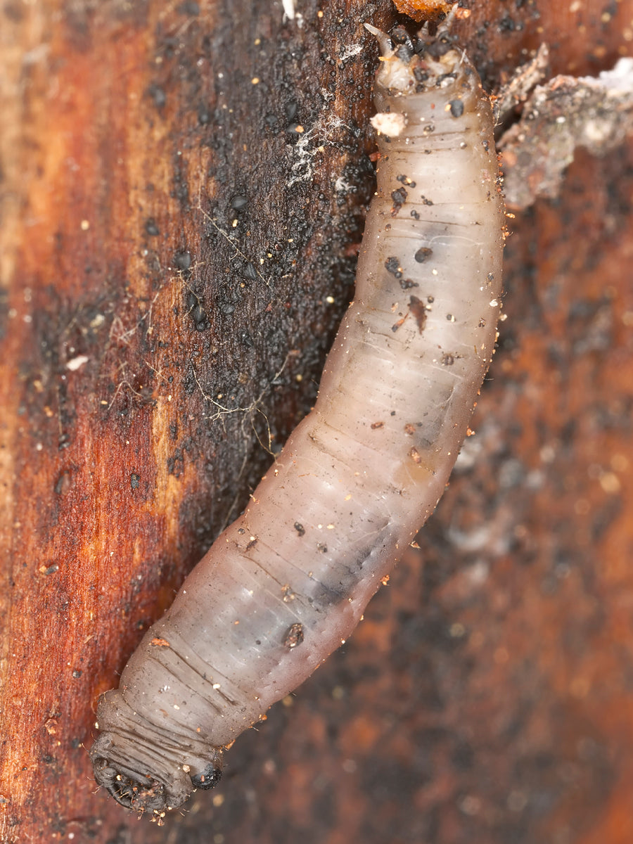 When to Use Crane Fly Larvae Treatment (Leatherjacket Control Guide)