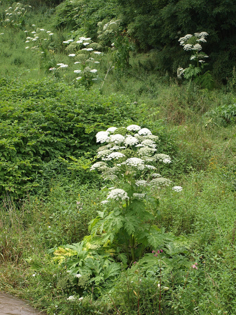 Giant Hogweed Control: How To Get Rid Of It Safely | ProGreen