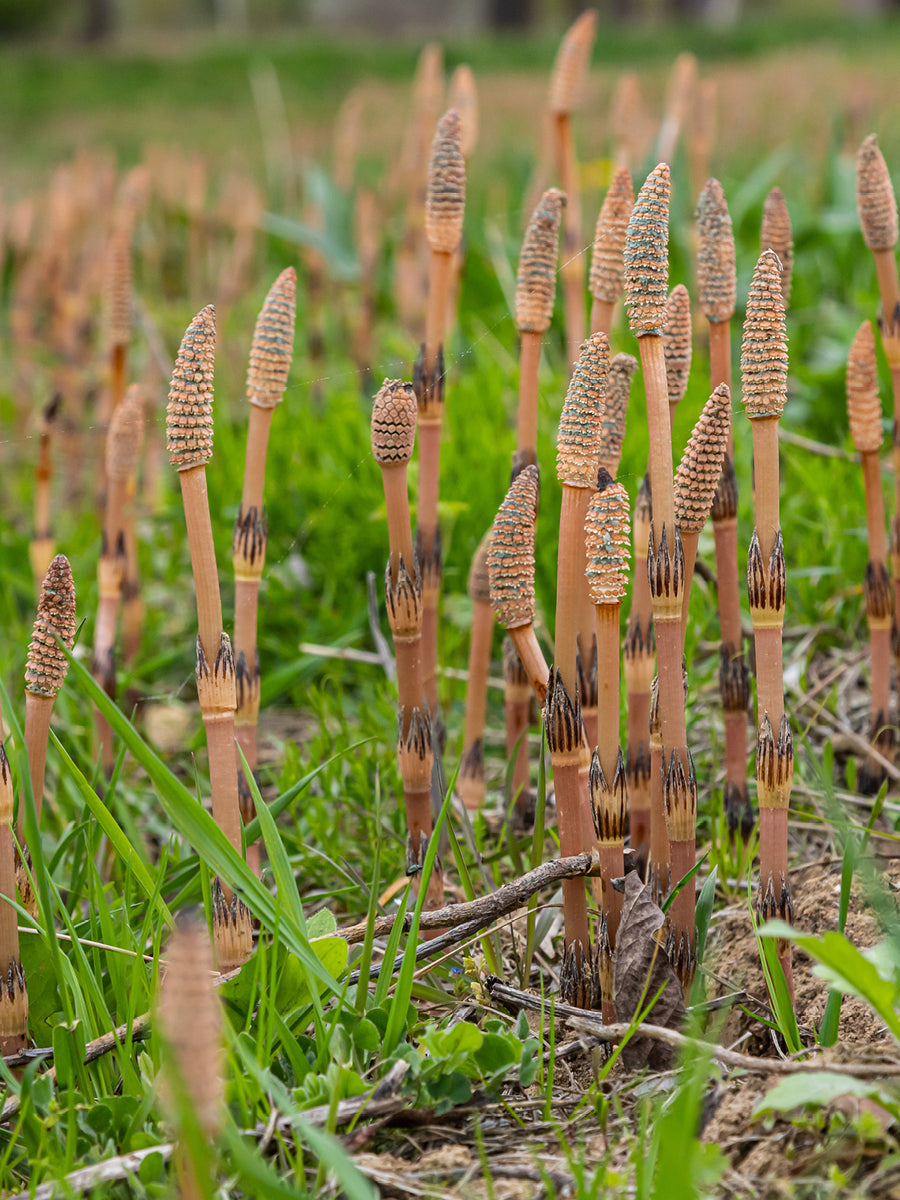 Kurtail Herbicide Environmental Information Sheet | ProGreen