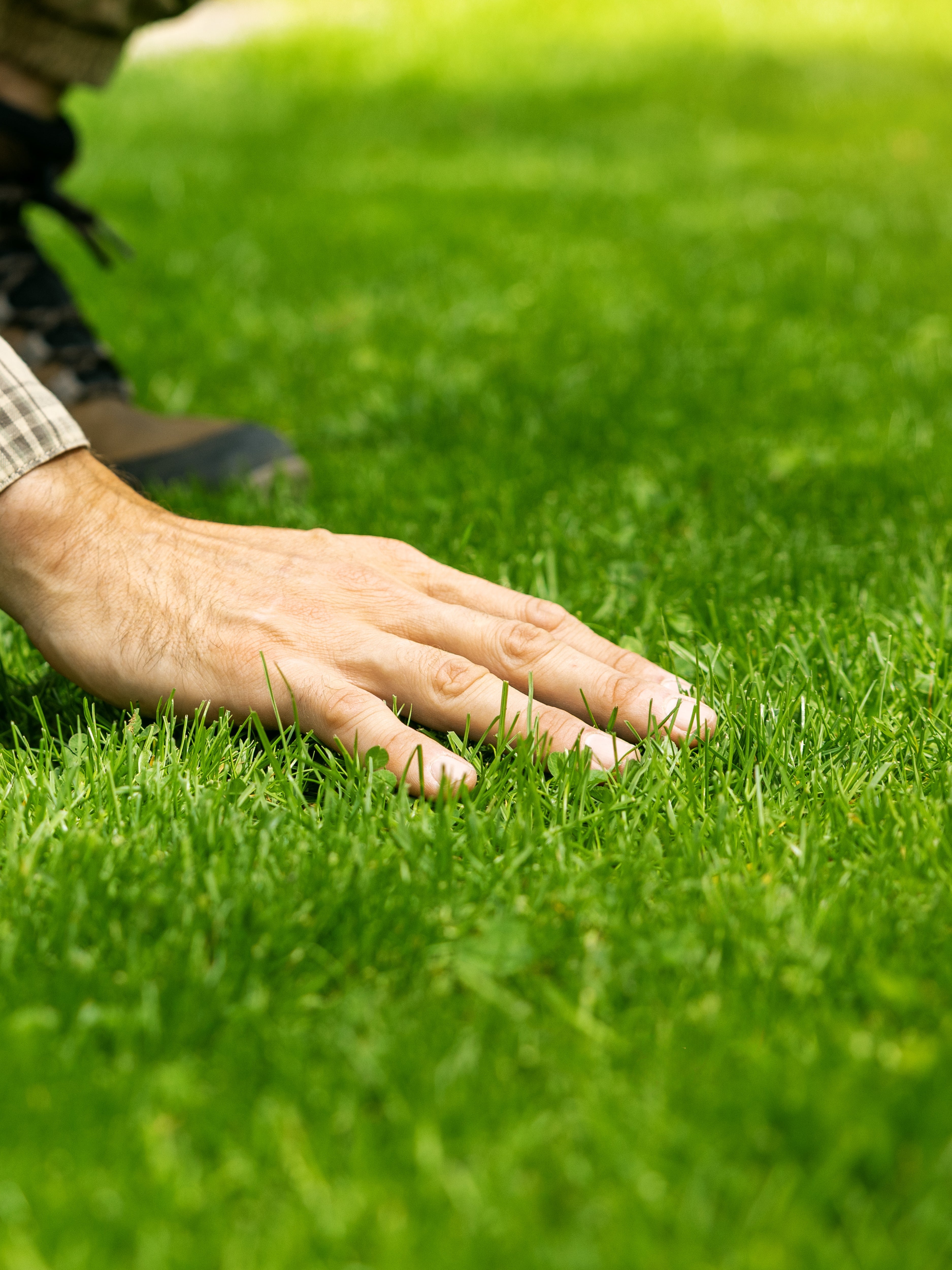 An image of a perfect lush lawn