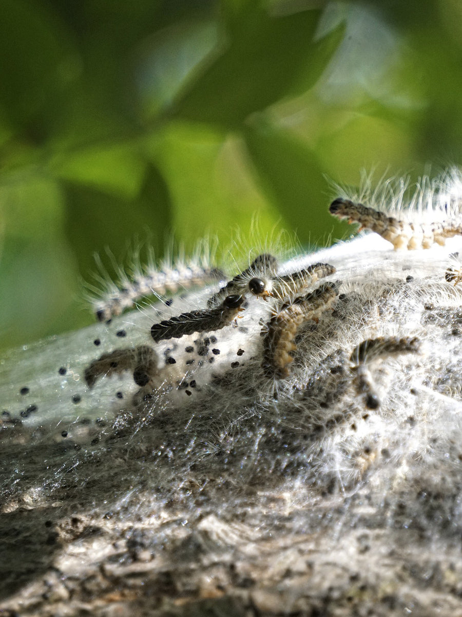 Dealing with Box Tree Caterpillar