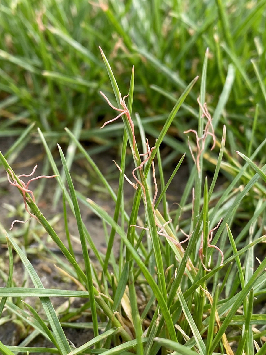 Red Thread Control In Turf: How To Treat It | ProGreen