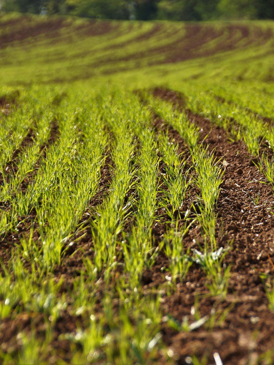 Sustainable Farming Incentive (SFI) Seed Mixes