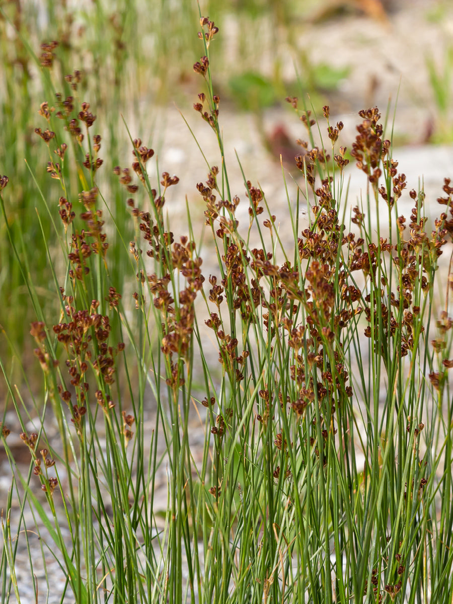 How To Control Soft Rush In Grassland & Pasture | ProGreen