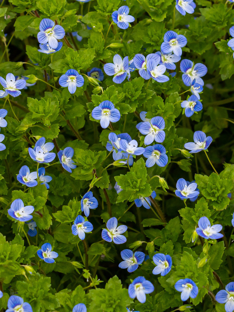 Speedwell Weed Control