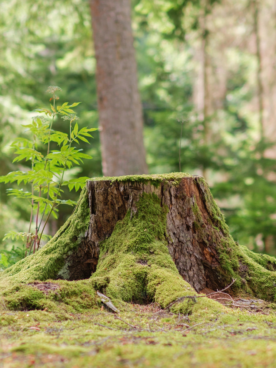 EcoPlug Max - The Answer to Stubborn Tree Stumps