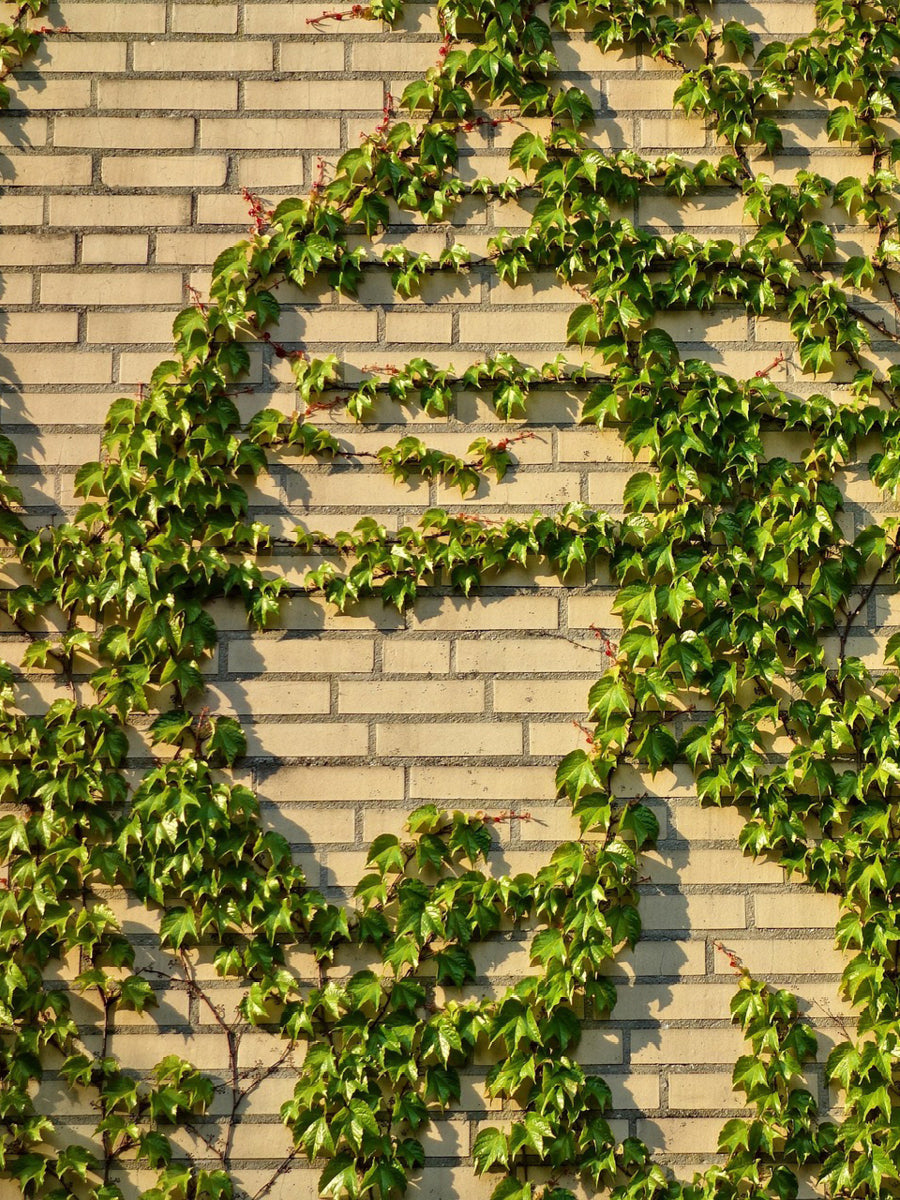 How To Control Ivy
