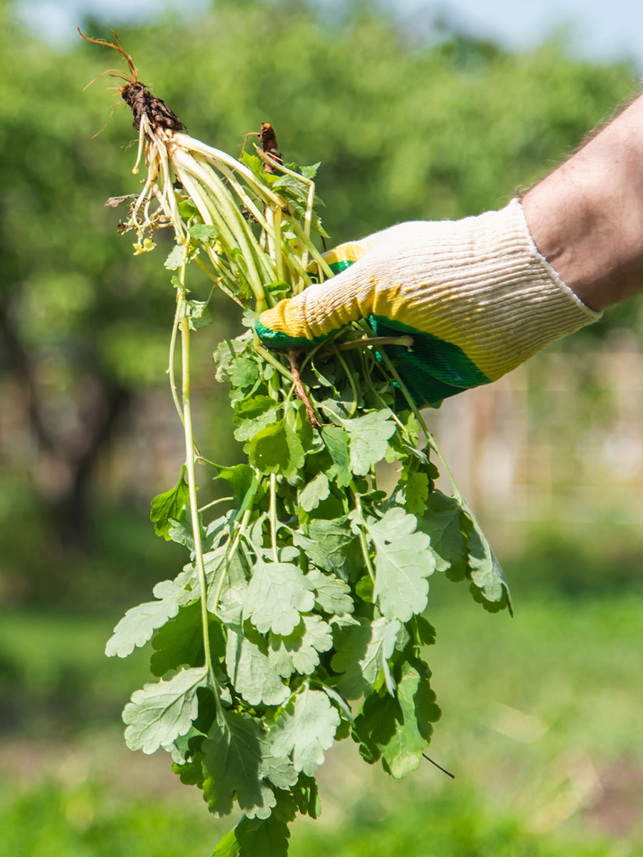 How to Control Weeds in Horse Grazed Paddocks Without Clopyralid