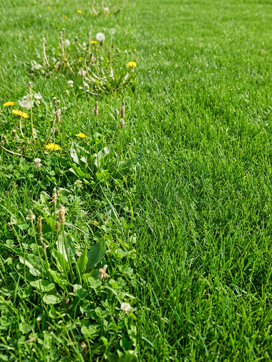 Glyphosate weed killers: What are the best options on the market?