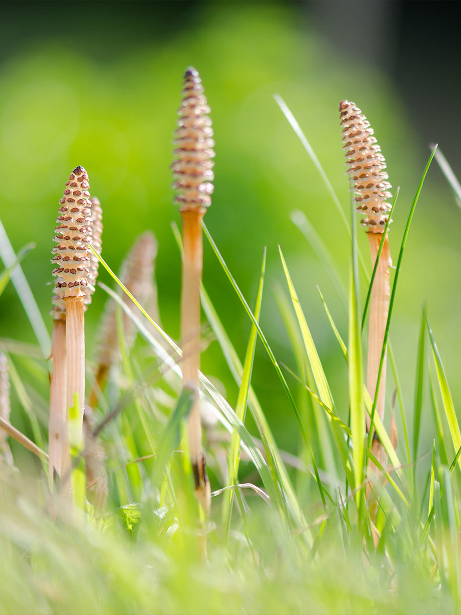 Horsetail & Marestail FAQs
