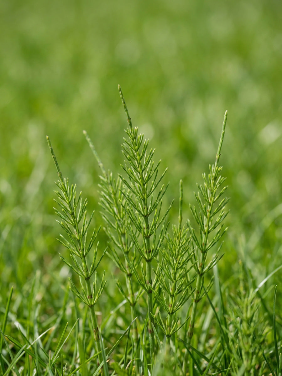 How to Tell if You Have a Horsetail Problem