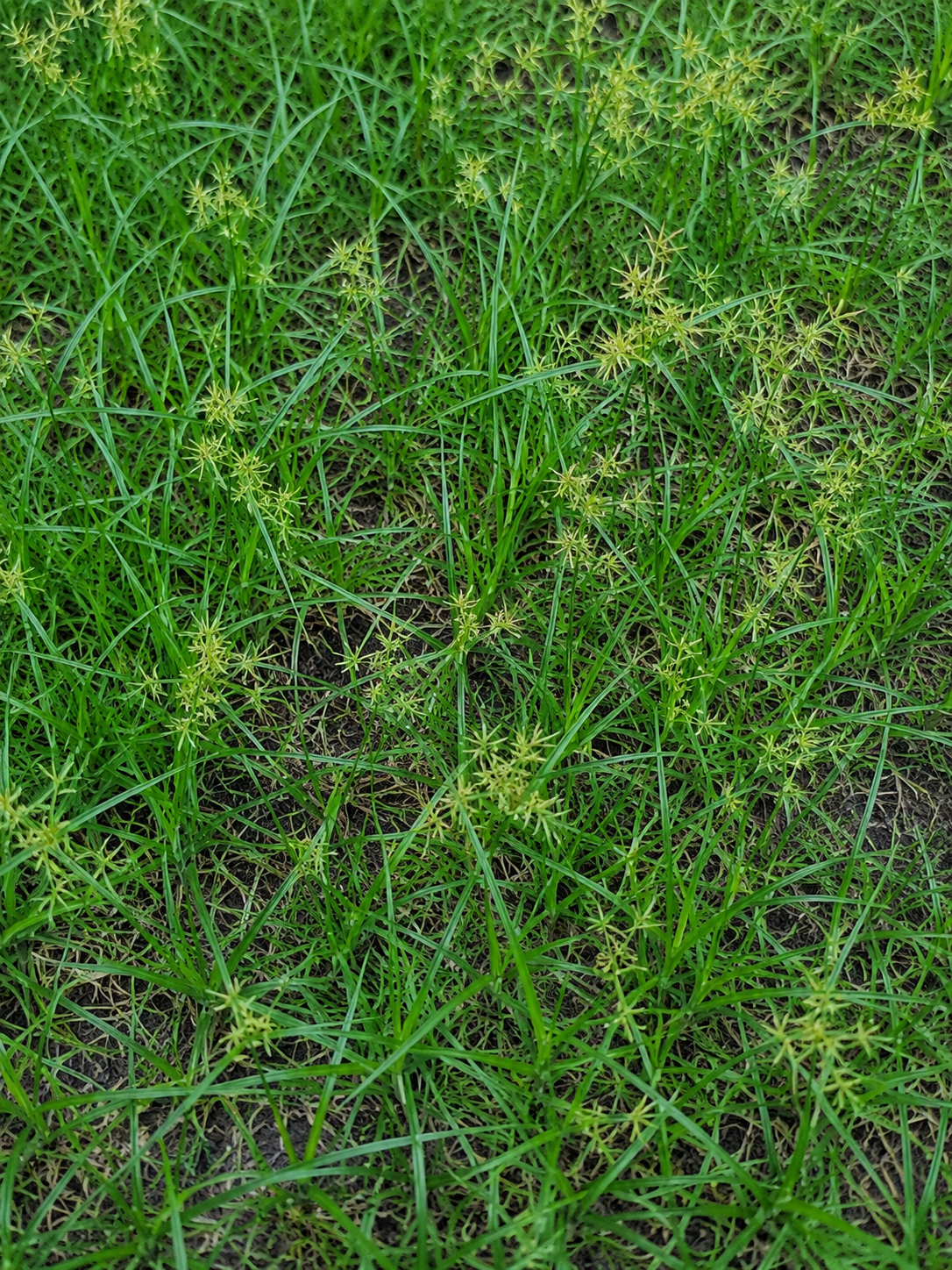 Everything You Need to Know About Nutsedge