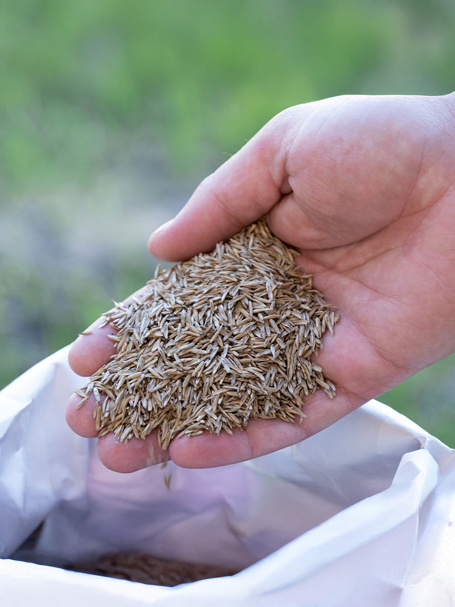 How To Sow a New Lawn with Grass Seed