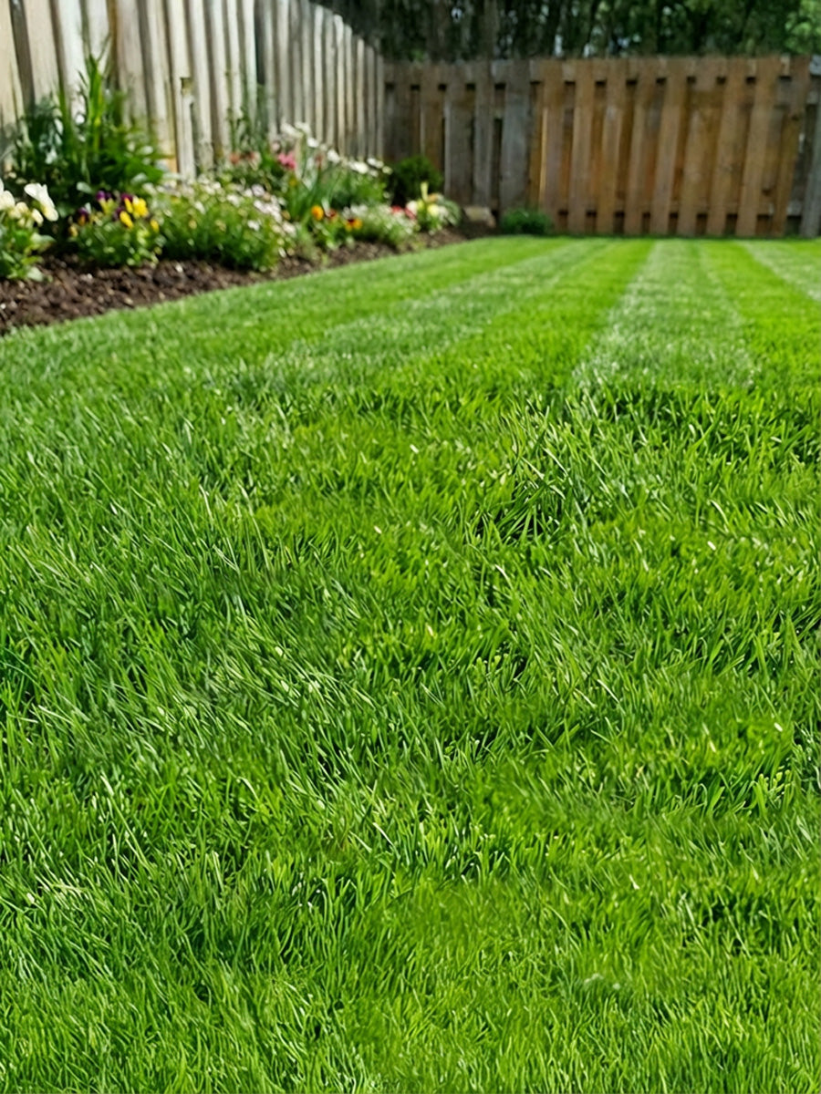 How to Over Seed an Existing Lawn
