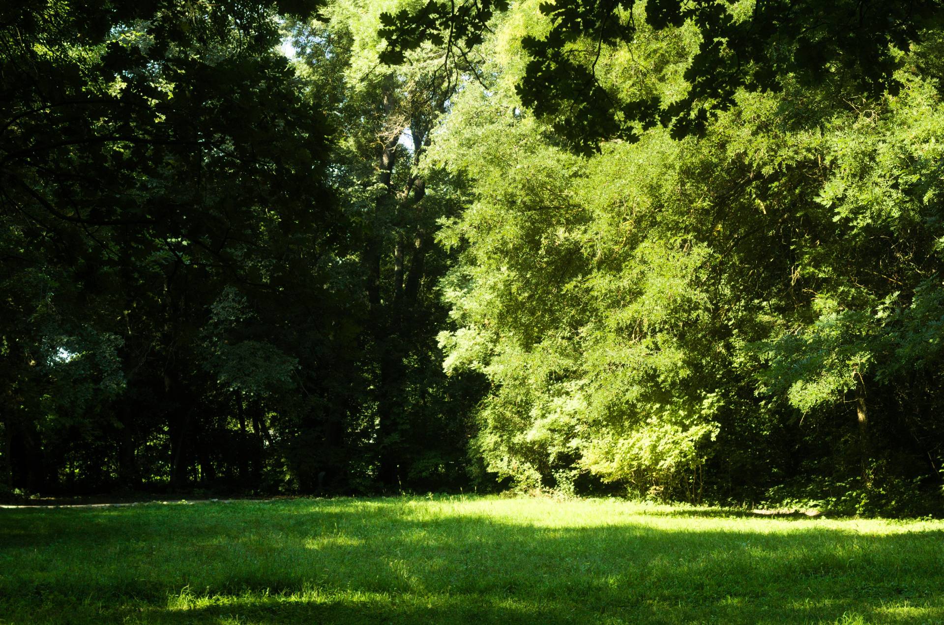 Does Grass Grow in the Shade?