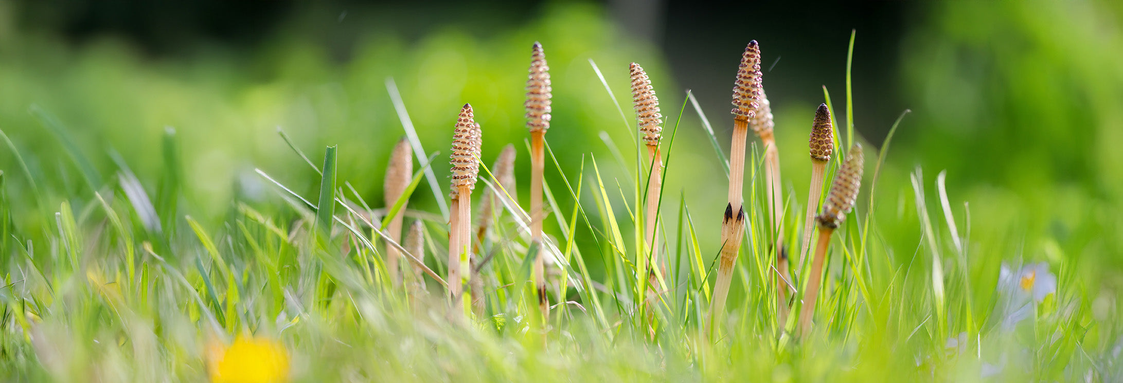 Kurtail Evo & Kurtail Lawn | Horsetail Weed Killer | ProGreen