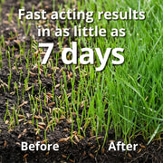 A1 Sports Golf Green Grass Seed (5kg, 100-200m²)